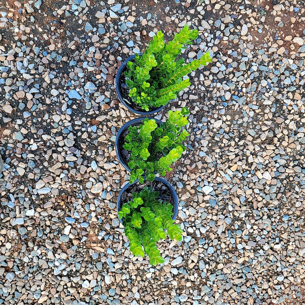 buxus-microphylla-wintergreen-littleleaf-boxwood