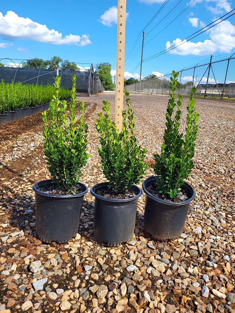 buxus-microphylla-wintergreen-littleleaf-boxwood