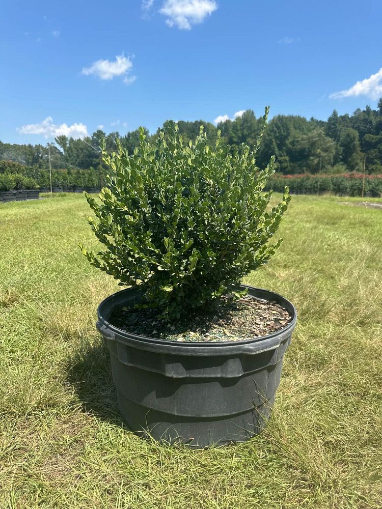 buxus-microphylla-wintergreen-littleleaf-boxwood