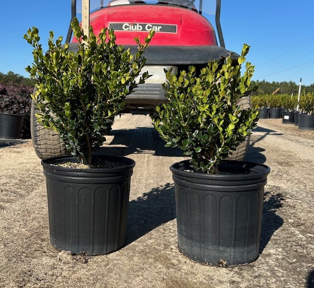 buxus-microphylla-wintergreen-littleleaf-boxwood