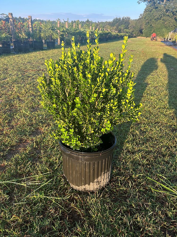 buxus-microphylla-wintergreen-littleleaf-boxwood