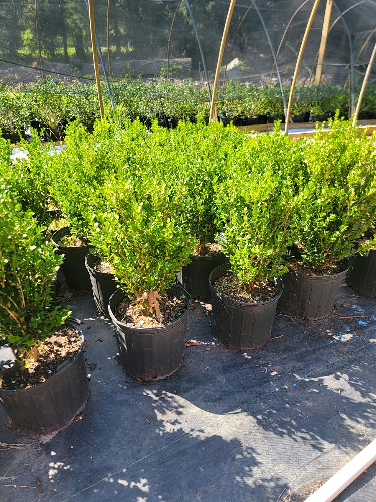 buxus-microphylla-wintergreen-littleleaf-boxwood