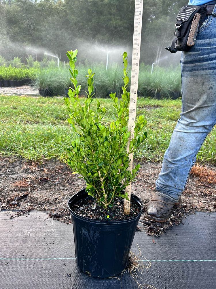 buxus-microphylla-wintergreen-littleleaf-boxwood