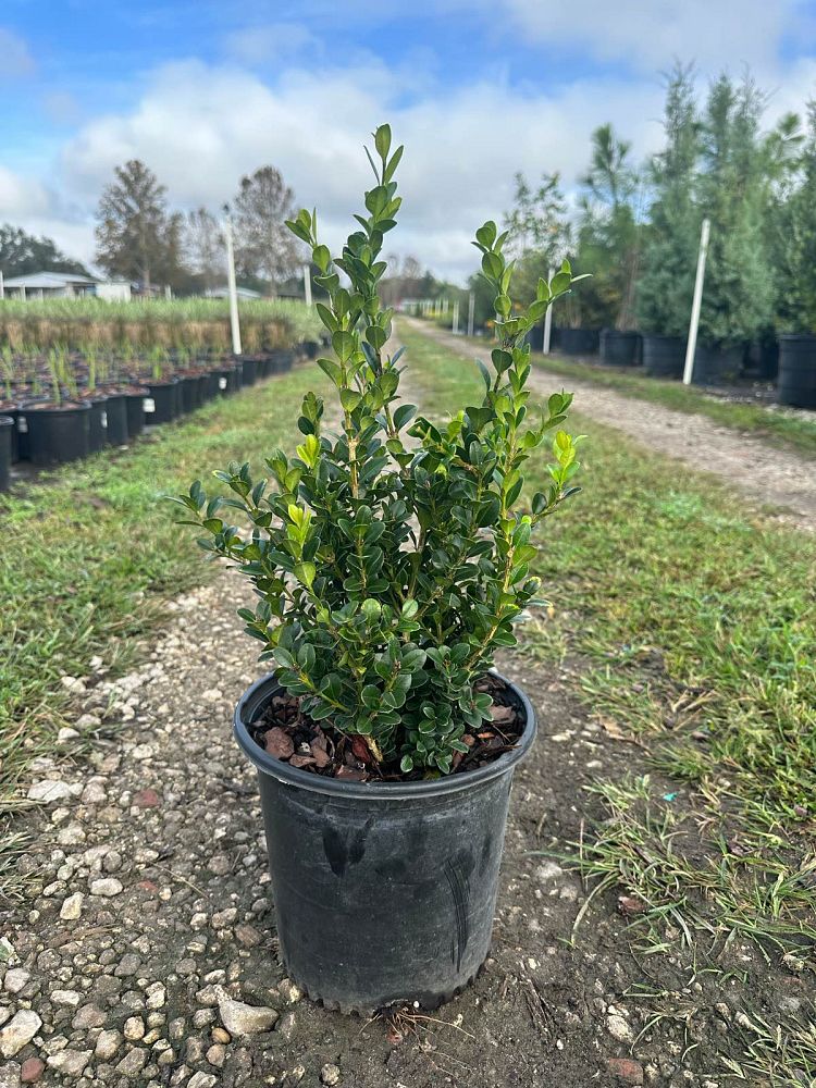 buxus-microphylla-wintergreen-littleleaf-boxwood