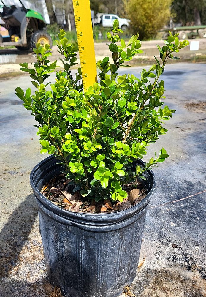 buxus-microphylla-wintergreen-littleleaf-boxwood