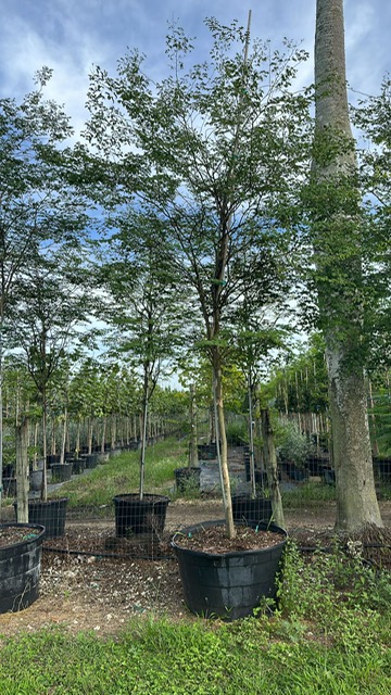 caesalpinia-granadillo-bridalveil-tree