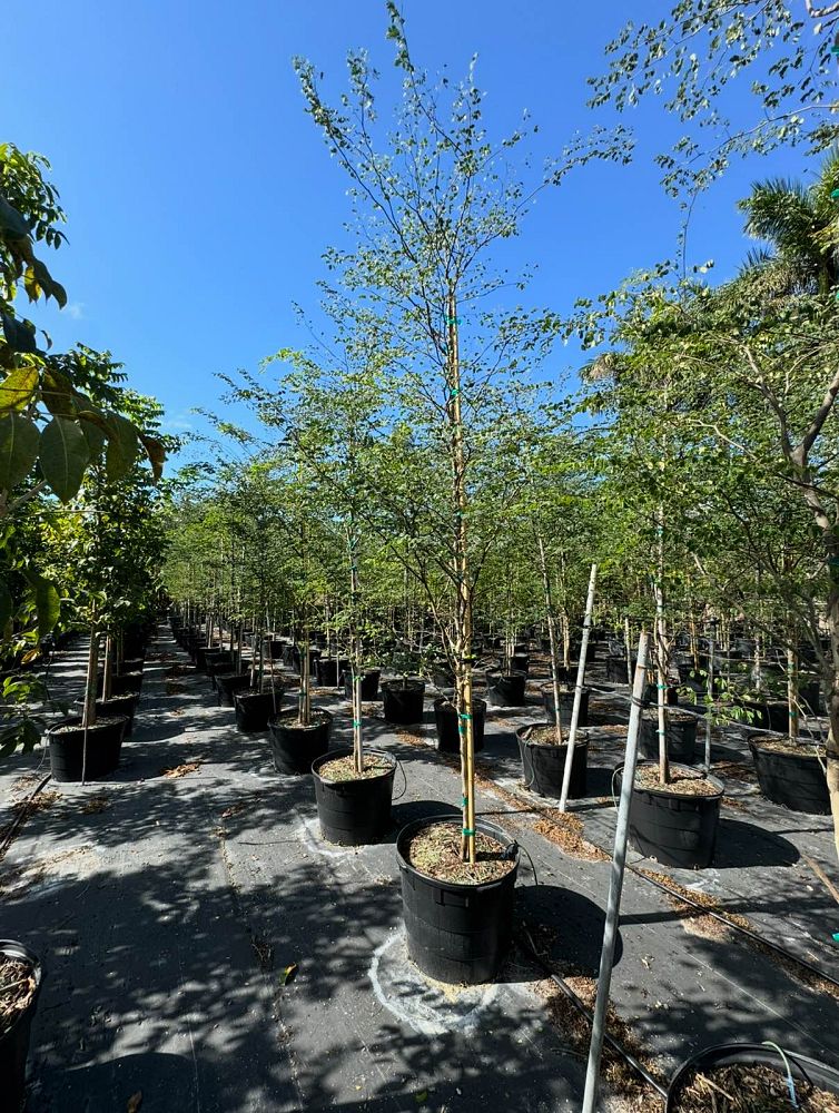 caesalpinia-granadillo-bridalveil-tree