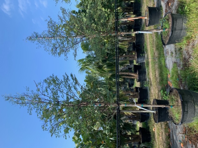 caesalpinia-granadillo-bridalveil-tree