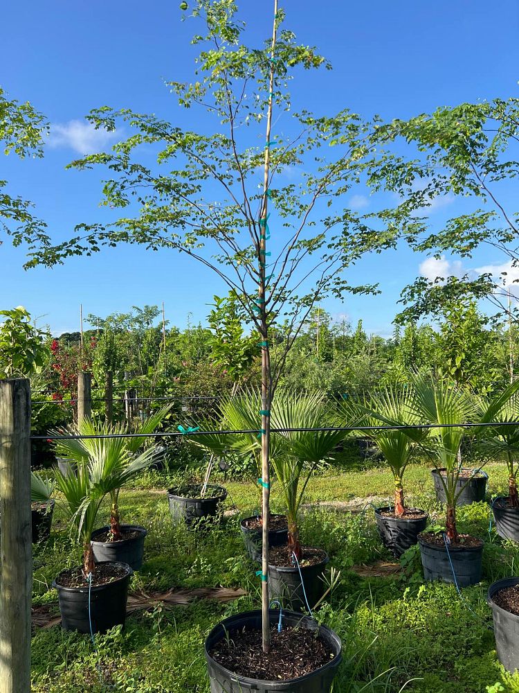 caesalpinia-granadillo-bridalveil-tree