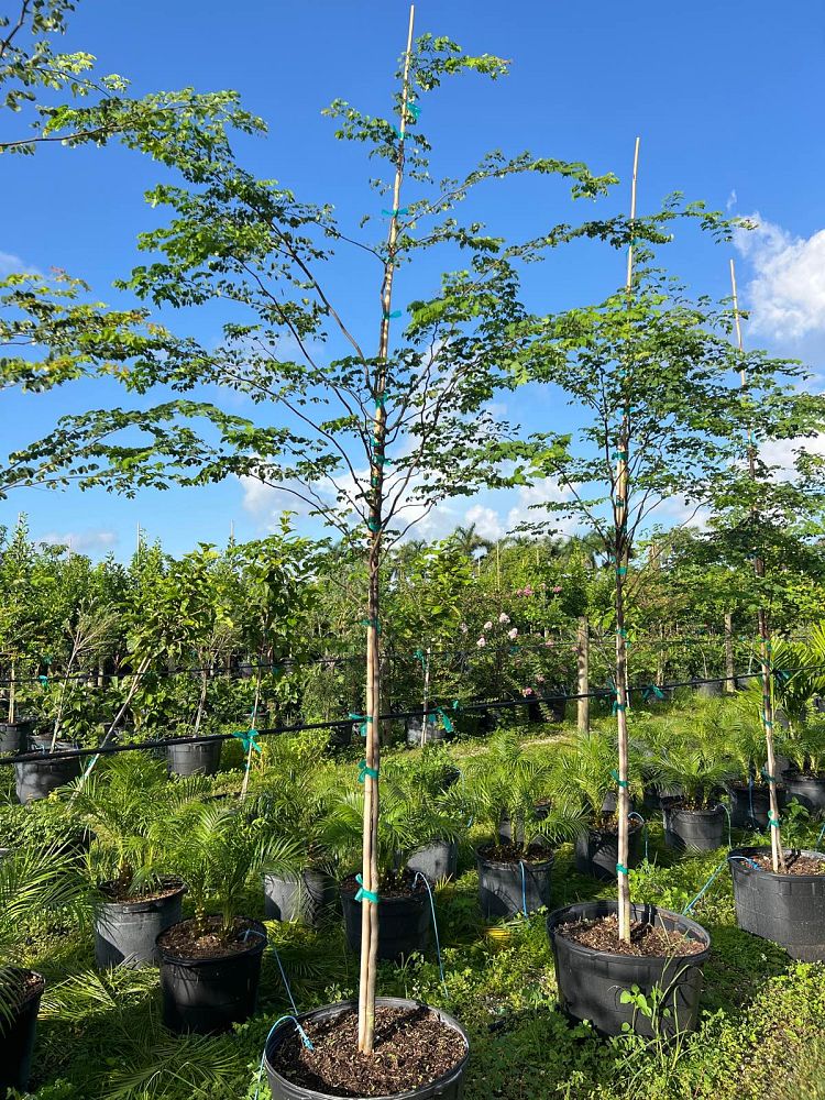 caesalpinia-granadillo-bridalveil-tree