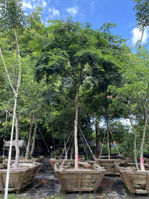 caesalpinia-granadillo-bridalveil-tree