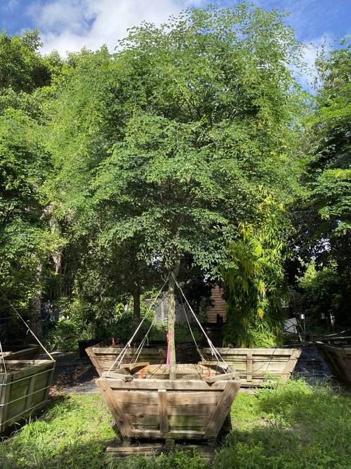 caesalpinia-granadillo-bridalveil-tree