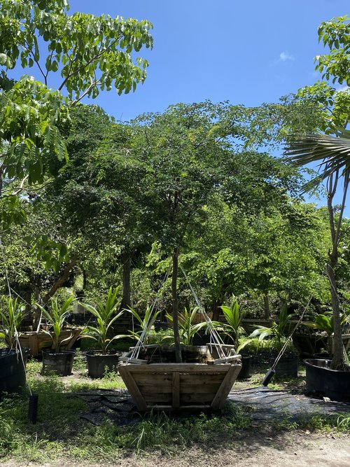 caesalpinia-granadillo-bridalveil-tree