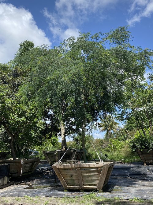 caesalpinia-granadillo-bridalveil-tree