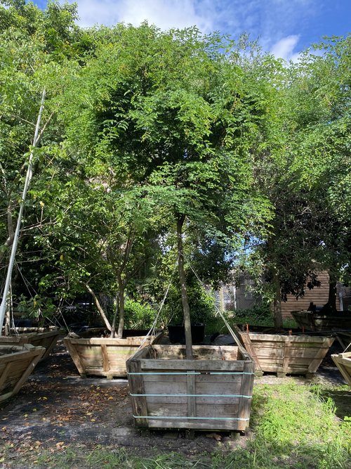 caesalpinia-granadillo-bridalveil-tree