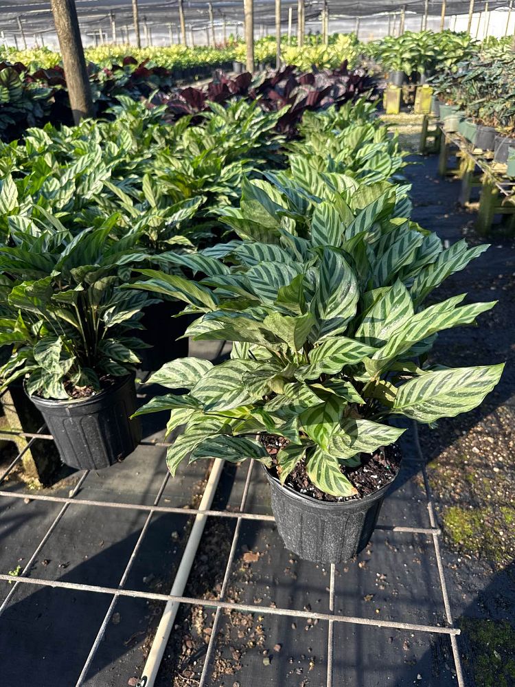 calathea-concinna-freddie-prayer-plant