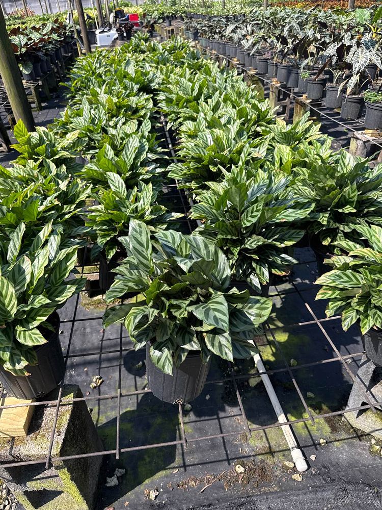 calathea-concinna-freddie-prayer-plant