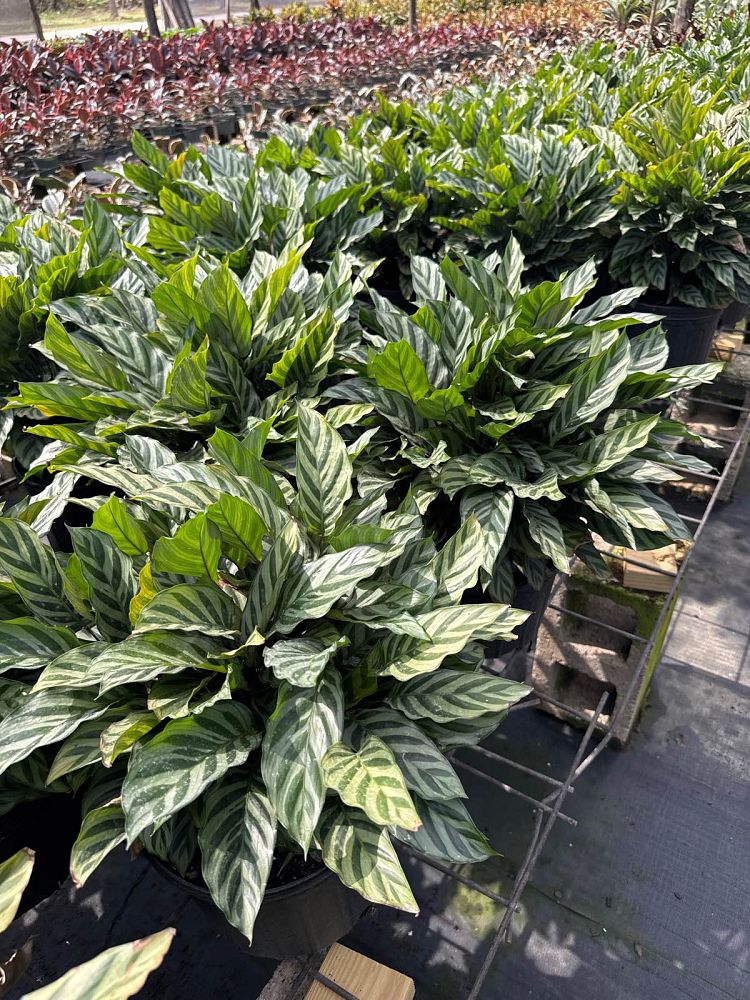 calathea-concinna-freddie-prayer-plant