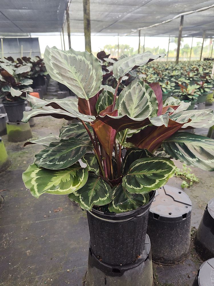 calathea-roseopicta-medallion-rose-painted-calathea