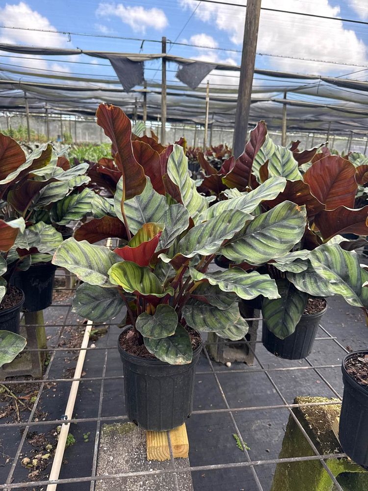 calathea-rotundifolia-fasciata