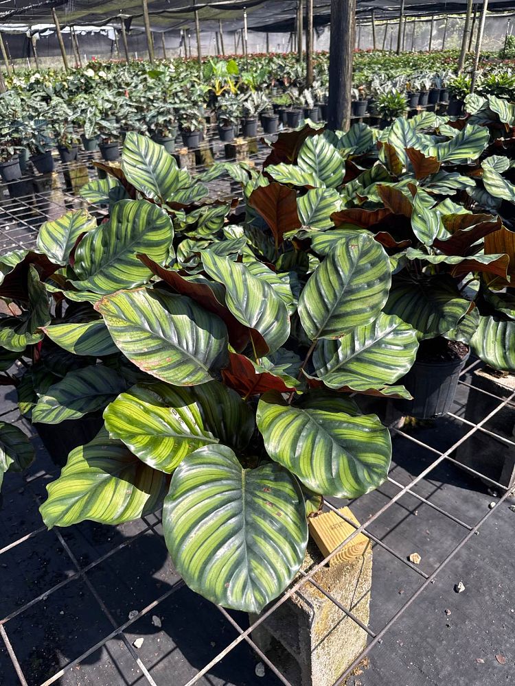 calathea-rotundifolia-fasciata