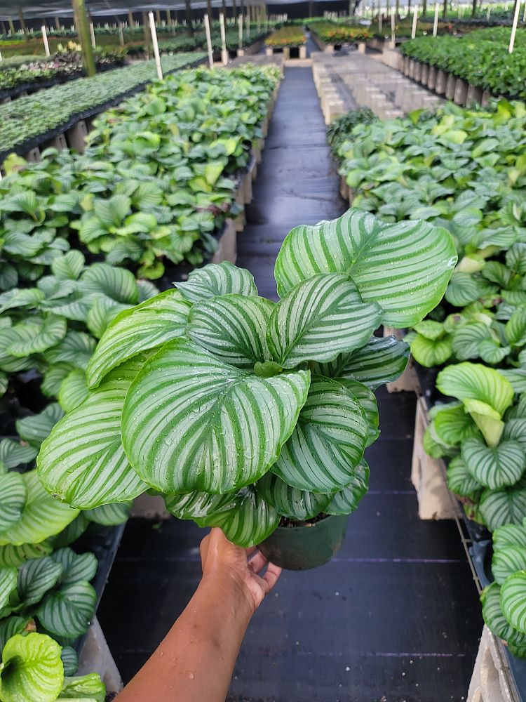 calathea