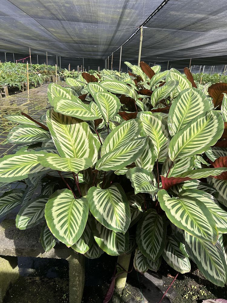 calathea