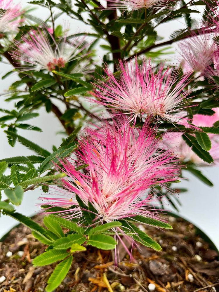 calliandra-brevipes-pink-powderpuff