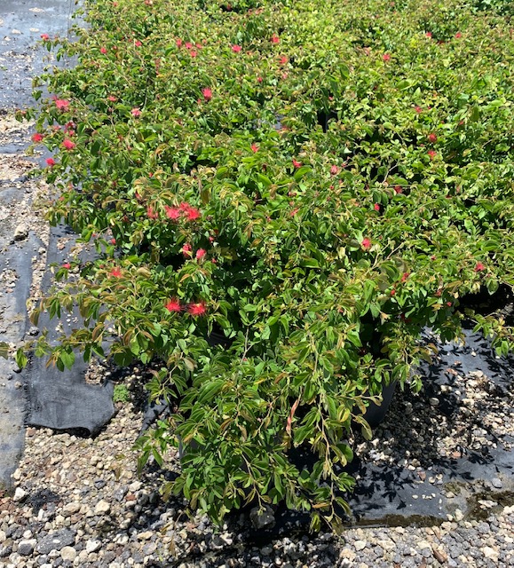 calliandra-brevipes-pink-powderpuff