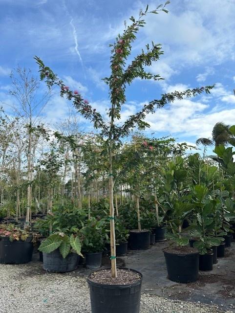 calliandra-brevipes-pink-powderpuff