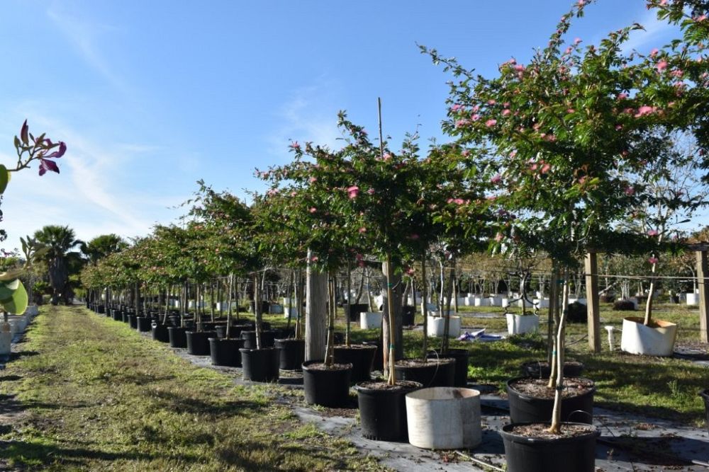 calliandra-brevipes-pink-powderpuff