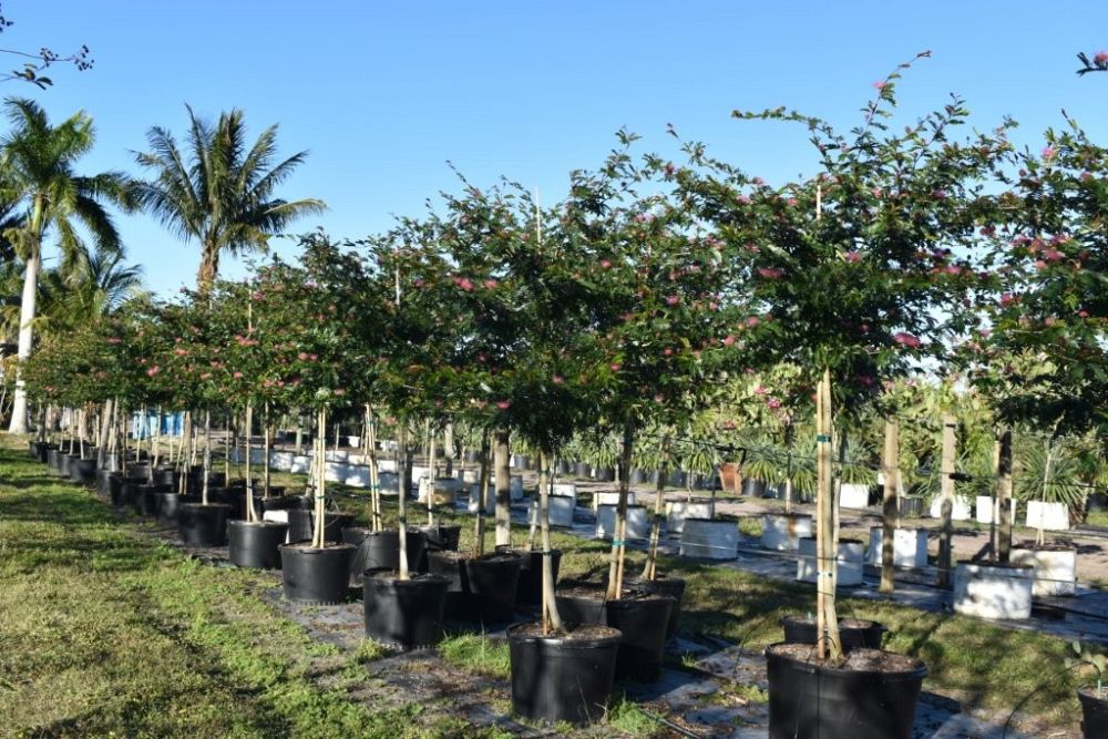 calliandra-brevipes-pink-powderpuff