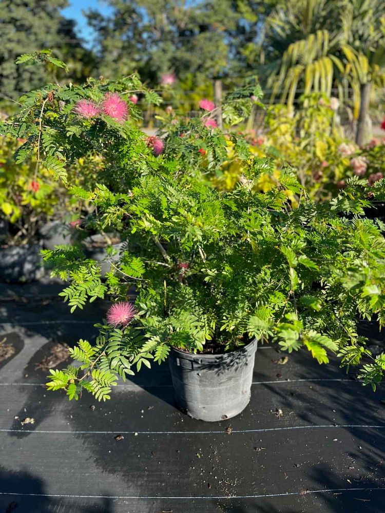 calliandra-brevipes-pink-powderpuff