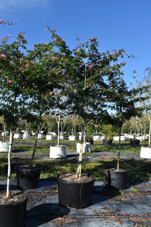 calliandra-brevipes-pink-powderpuff