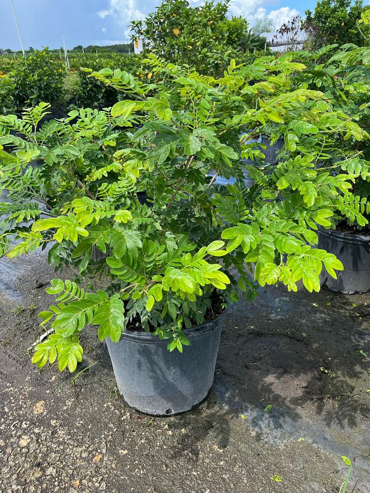 calliandra-emarginata-pink-dwarf-powderpuff