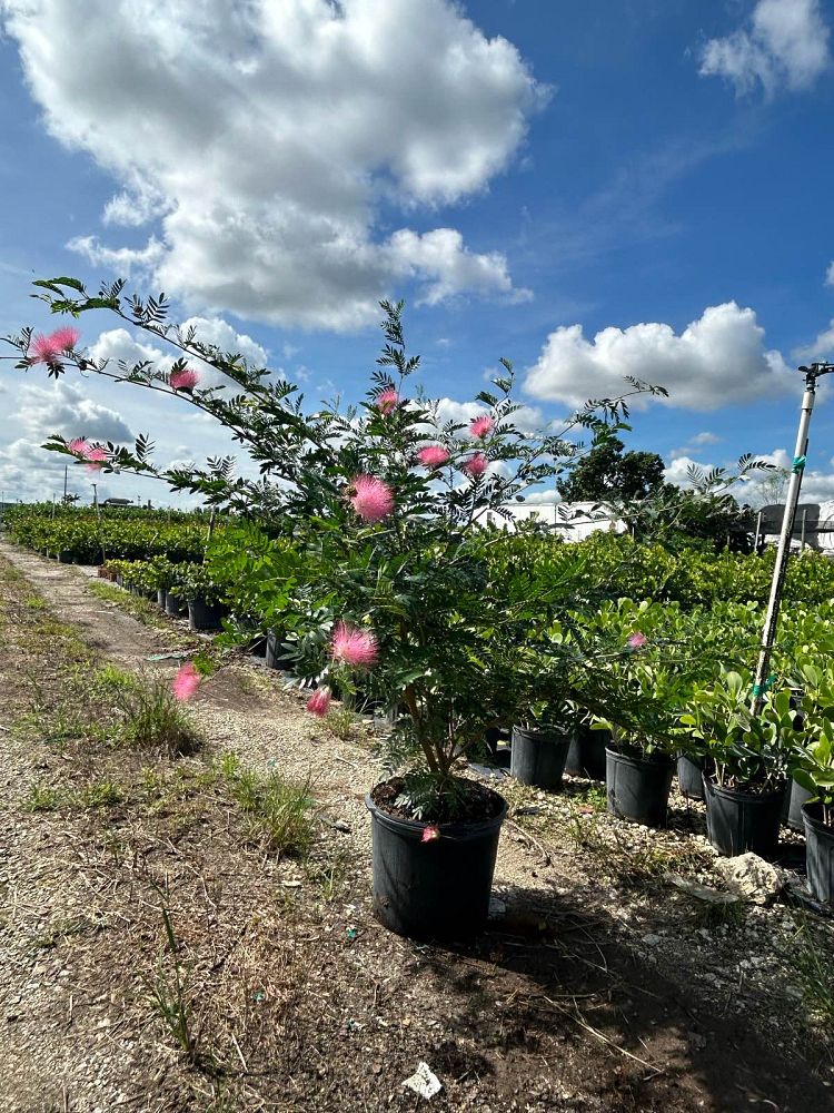 calliandra-emarginata-pink-dwarf-powderpuff