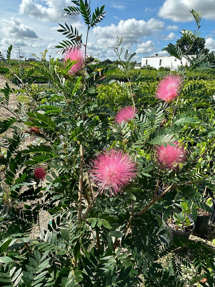 calliandra-emarginata-pink-dwarf-powderpuff