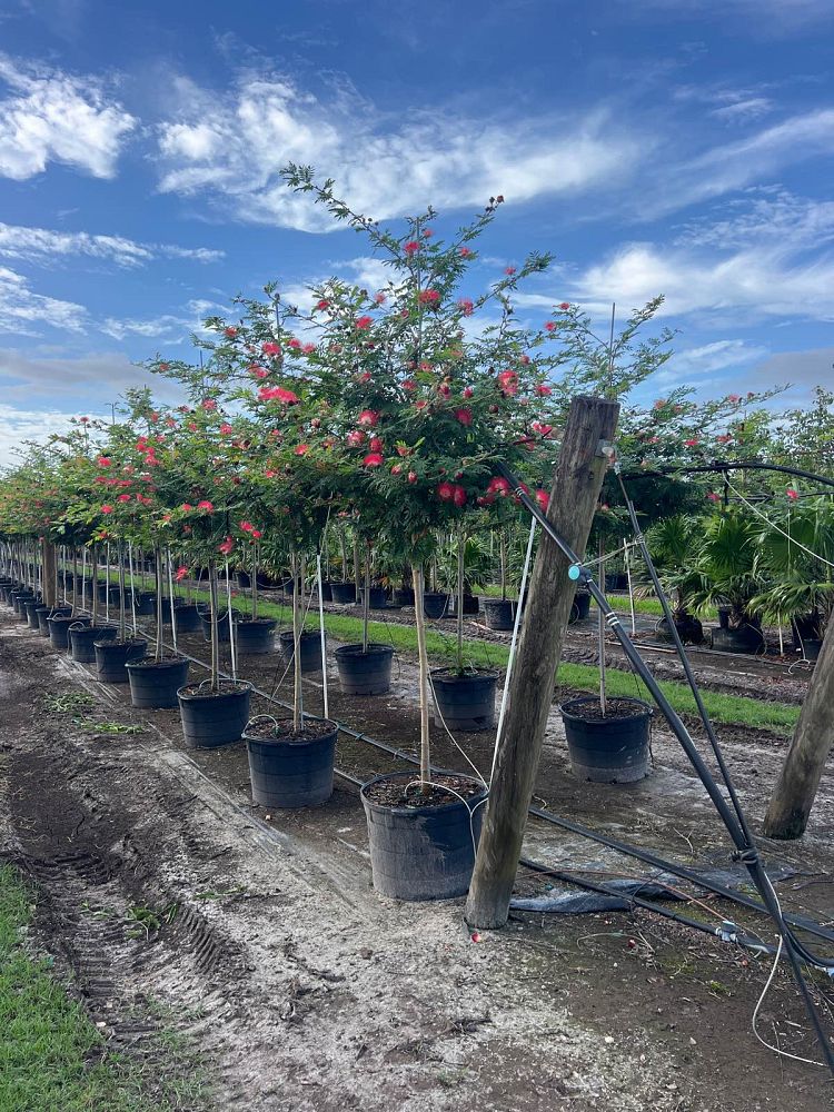 calliandra-haematocephala-powderpuff-calliandra-inequilatera