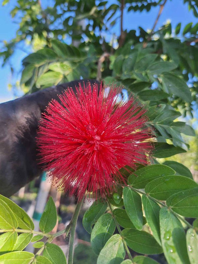 calliandra-haematocephala-powderpuff-calliandra-inequilatera