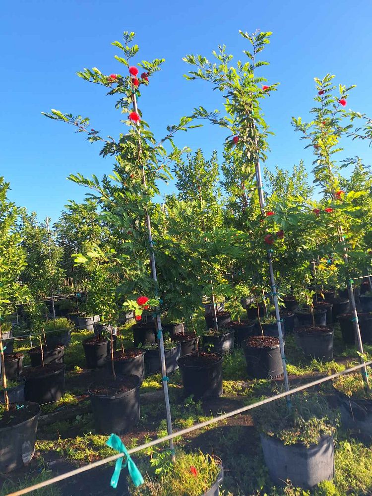 calliandra-haematocephala-powderpuff-calliandra-inequilatera