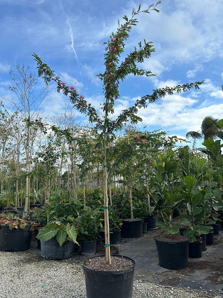 calliandra-surinamensis-pink-powderpuff