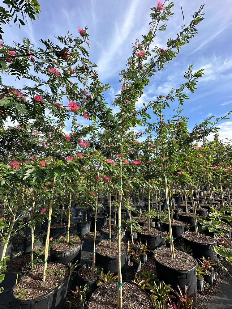 calliandra-surinamensis-pink-powderpuff