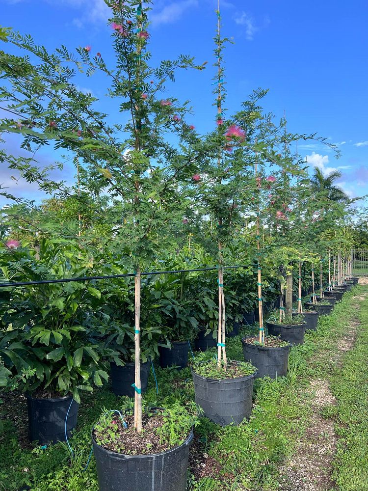 calliandra-surinamensis-pink-powderpuff