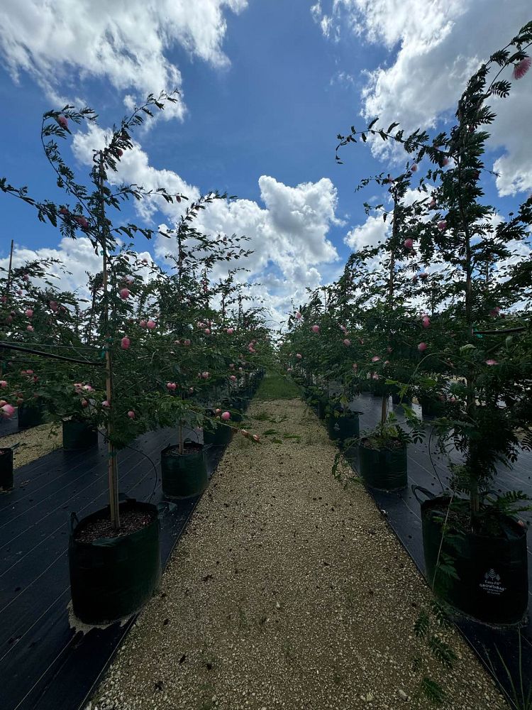 calliandra-surinamensis-pink-powderpuff