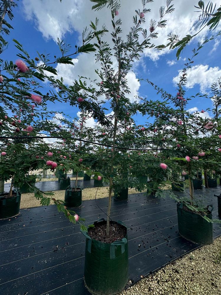 calliandra-surinamensis-pink-powderpuff