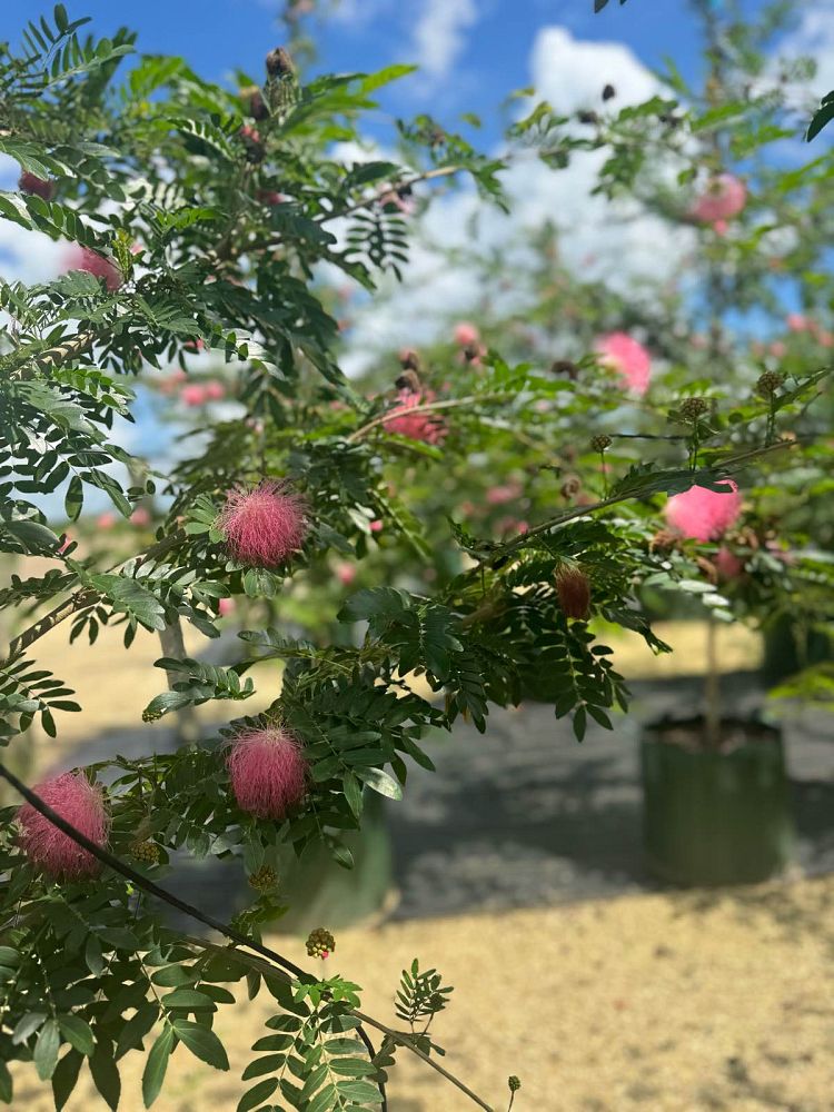 calliandra-surinamensis-pink-powderpuff