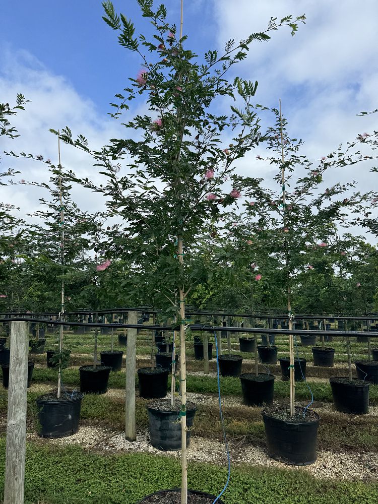 calliandra-surinamensis-pink-powderpuff