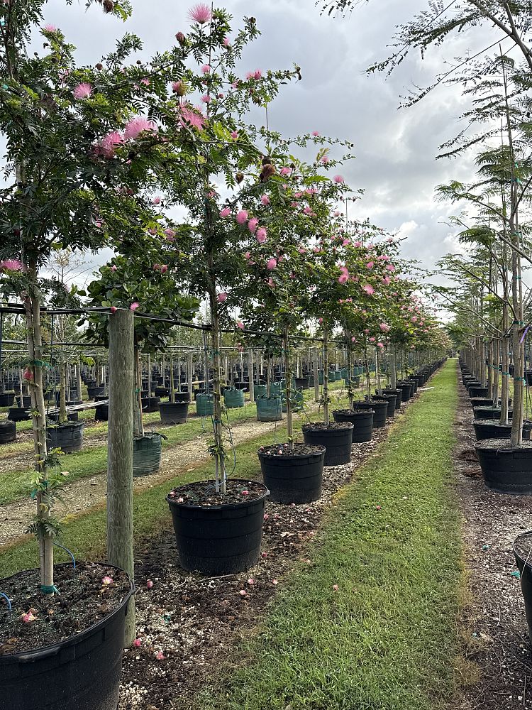 calliandra-surinamensis-pink-powderpuff