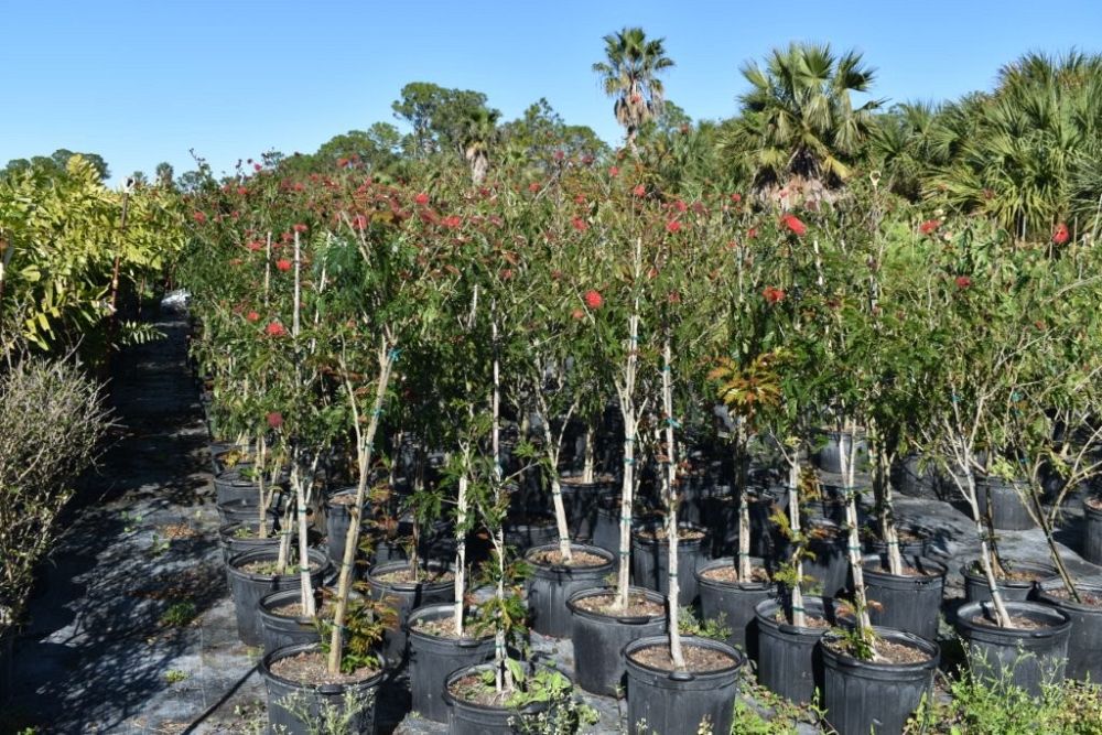 calliandra-tergemina-red-powderpuff