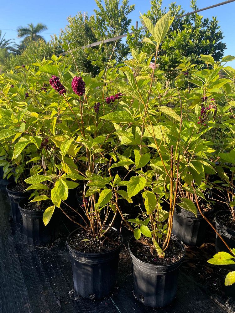 callicarpa-americana-american-beautyberry